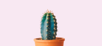 Cacti